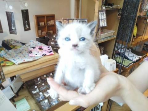 兄弟です。

小さいので性別