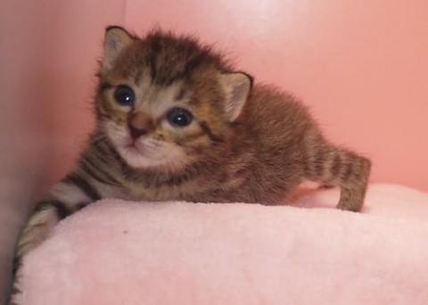 キジトラ♀モカちゃん（ブラウンマ