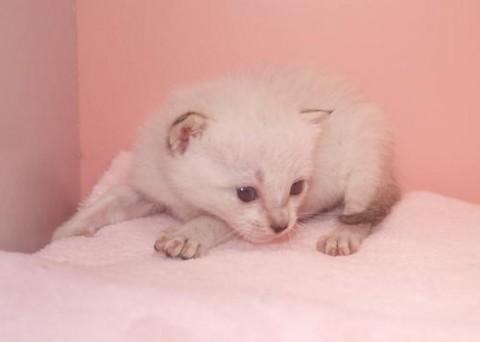 シャム柄♀ピンクちゃん（ブルーポ