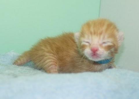 茶トラ♂ブルー君（レッドマッカレ