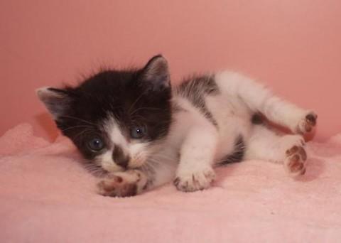 クロシロ♀ちゃん（ブラック＆ホワ