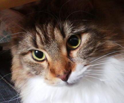 ・メインクーン(ブラウンタビー＆