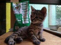 キジトラのしっぽの長い猫です。
