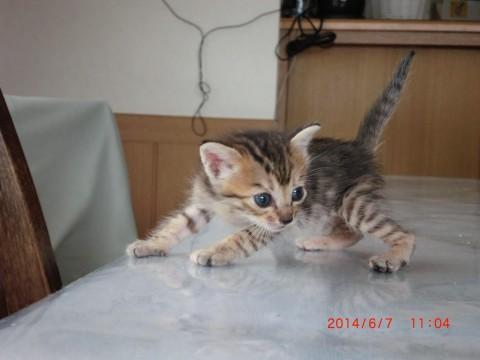 茶色っぽいトラネコ。
5匹の中