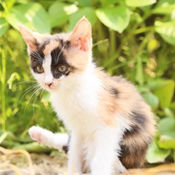 三毛：メス
子猫同士で遊んでい