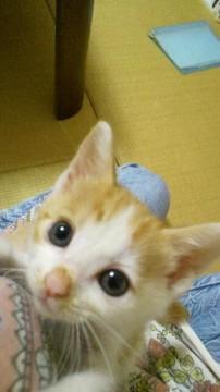 保護当初は怖がりで、すぐケージの