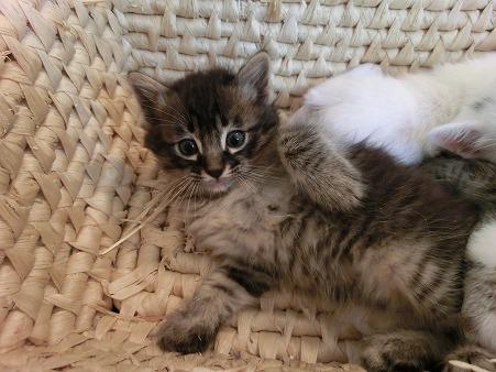 少し長毛っぽい キジの男の子です