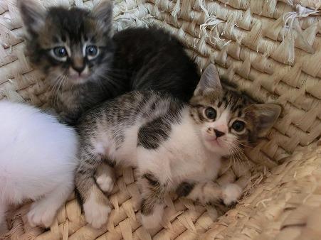 目が大きくて可愛らしいキジ白の男