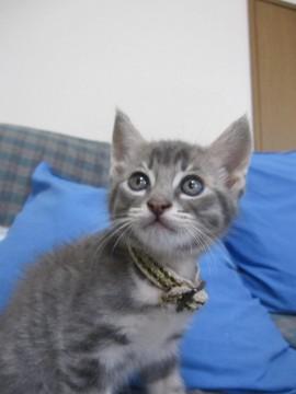 きれいなさばとらの男の子ぜろくん