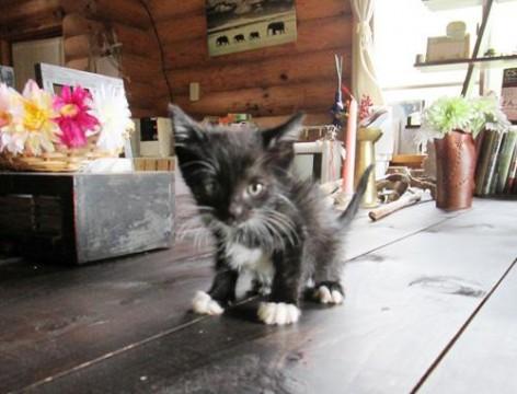 ★子猫ちゃんです　必ず以下をご確