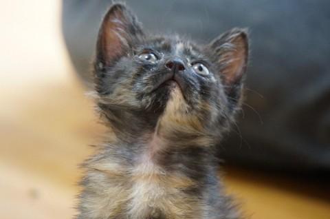 体にシマシマのある　サビ猫
積