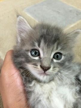 グレーの子猫です。
全体的に毛