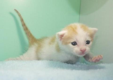 シロ茶♂くん　尾長 茶色のお色が