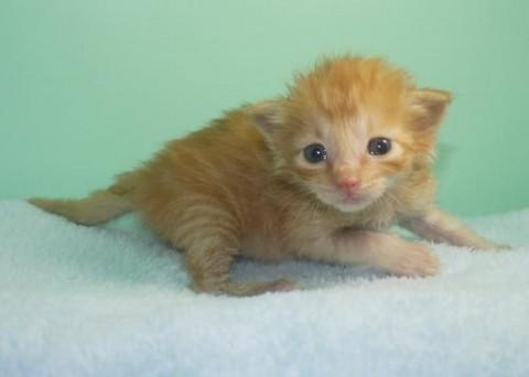 茶トラ♂くん　尾長

性格は