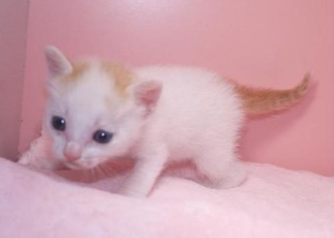 シロ茶♀ピンクちゃん　尾長
個