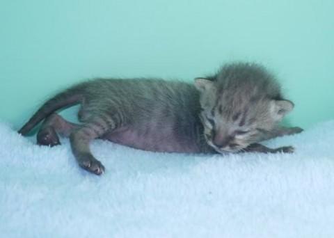 灰トラ♂君（ブルーマッカレルタビ