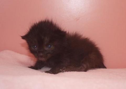 クロ♀ちゃん　鍵尻尾

性格