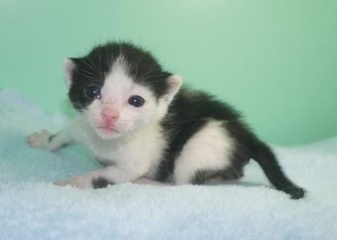 クロシロ♂君　尾長

性格は