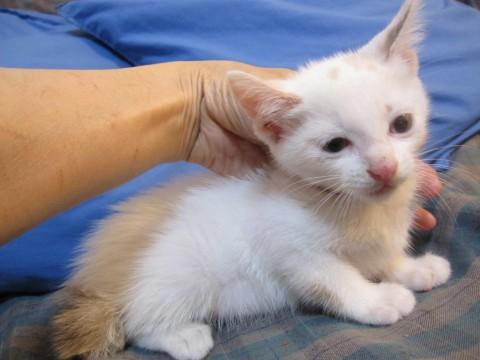 かわいいシャム系ミックスのちなみ