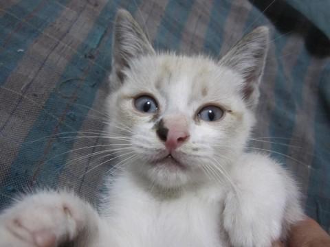 かわいいシャム系ミックスのさなみ