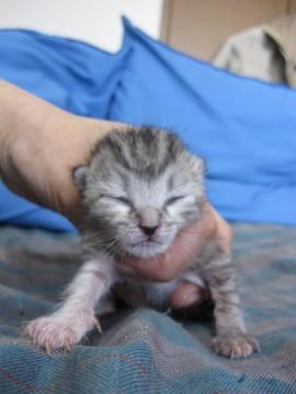 かわいいサバとらの女の子のぞみち