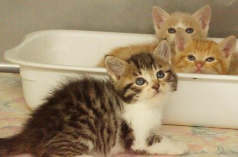 甘えん坊な子や、少し怖がりな子等