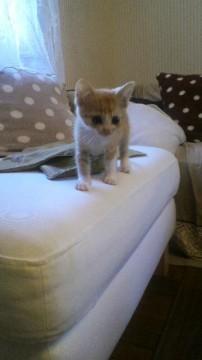 衰弱していた時期は、１匹だけ連れ