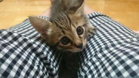 元気いっぱいのお転婆娘です。
