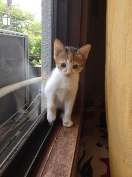 きれいな三毛の美人さんです。
