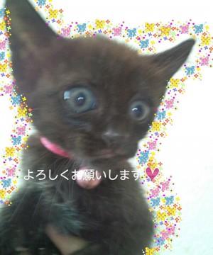 熊みたいな毛質で、目がまだ青いで