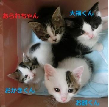黒白ハチワレの長毛です。
とて