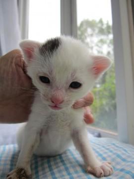 白地に黒のポイントがかわいいこの