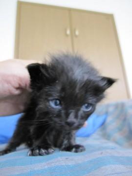 もこもこの黒猫ありさちゃんです。