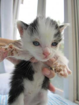 もこもこの黒白、しし丸くんです。