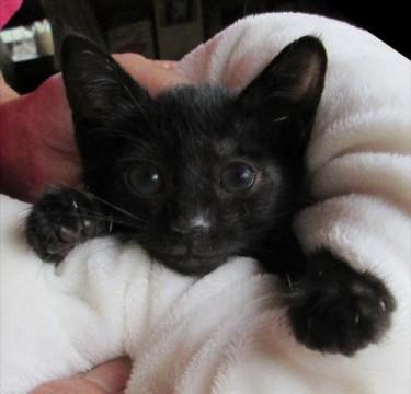 募集中の白黒猫ちゃんと兄弟です。