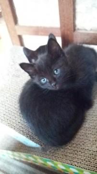 黒猫ちゃんです。母親が長毛ですが