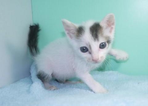 シロキジ♂グリーン君　尾長先曲