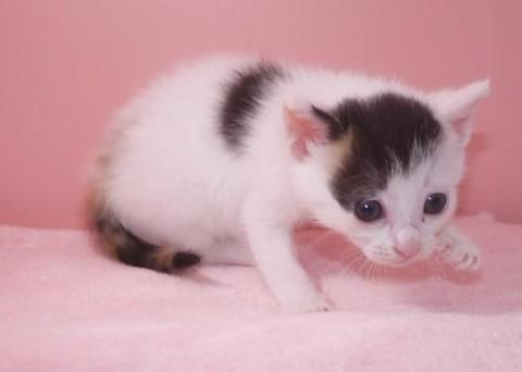 三毛♀ 尾長

人を見かける