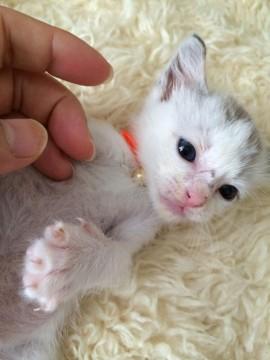 毛並みがほわほわ、頭の中もほわほ
