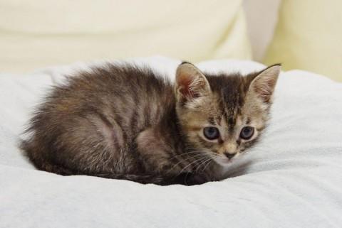 寂しがり屋の食いしんぼちゃん。
