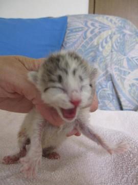 かわいい白きじの赤ちゃん子猫りお