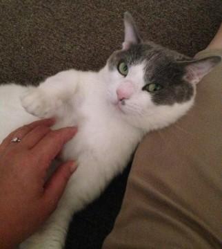白地にグレースポット猫さん。若草