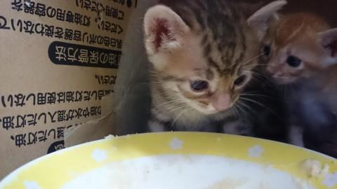 キジトラ薄めな毛色です。
性別