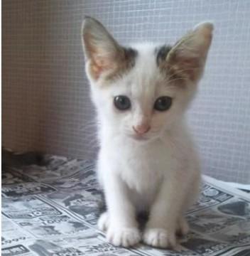 女の子らしいかわいい性格です
