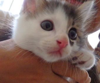 とてもよくなれています

鼻