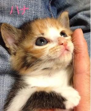 とても人なつっこい子です
よろ