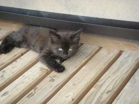 一匹が黒猫２匹が灰色もう一匹はき