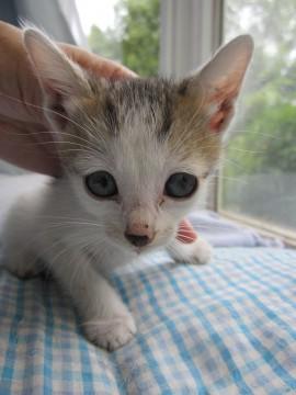 きれいなきじ白のゆなちゃんです。