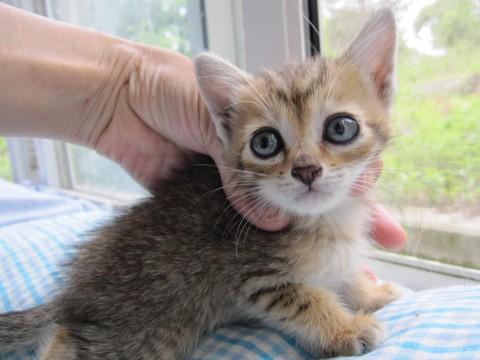 きれいな茶色のきじ虎ゆまちゃん，