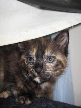 かわいいさび猫ゆにちゃんです。性